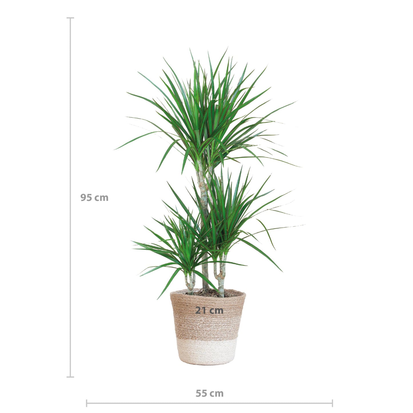 Dracaena Marginata met pot