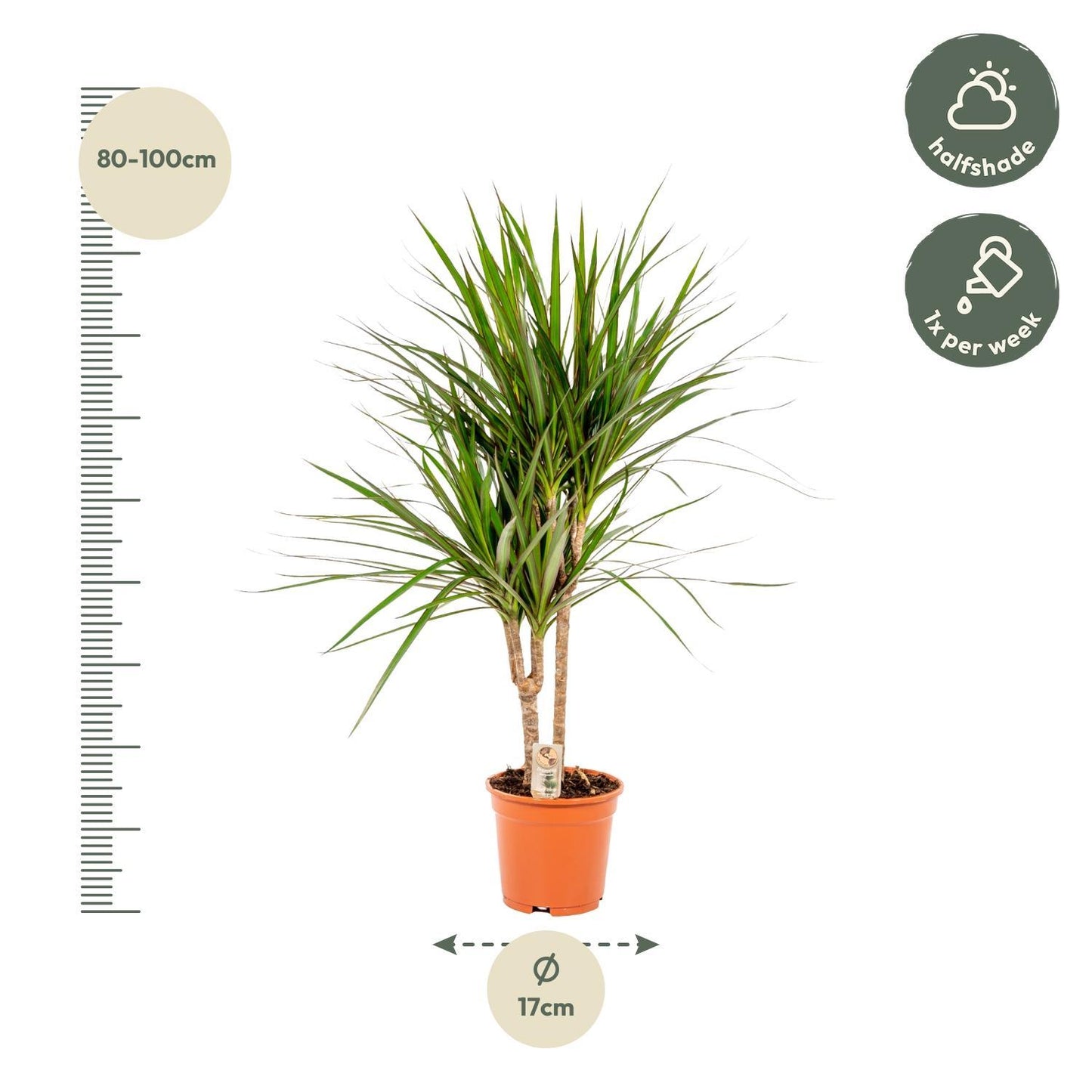 Dracaena Marginata