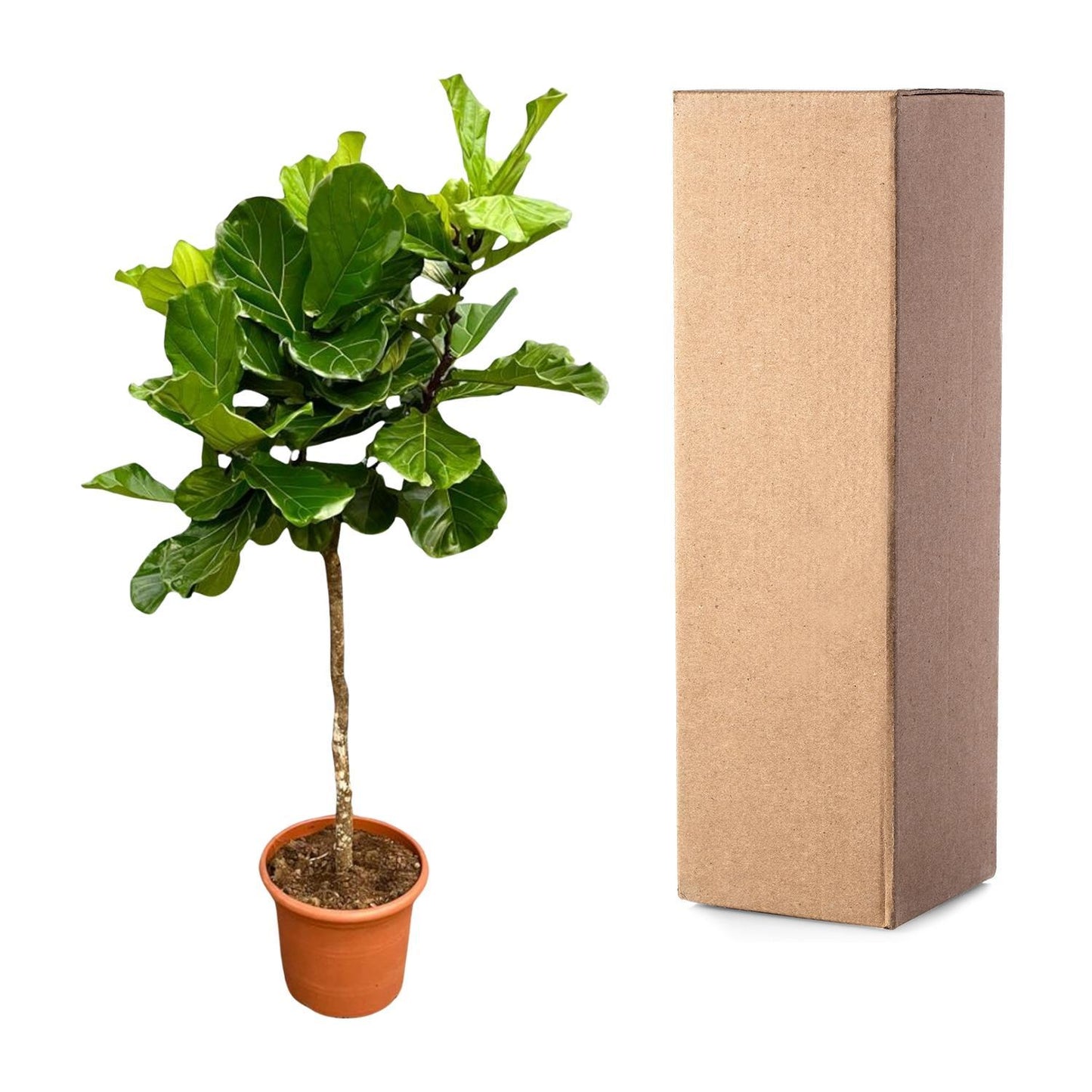 Ficus Lyrata boom | XXL