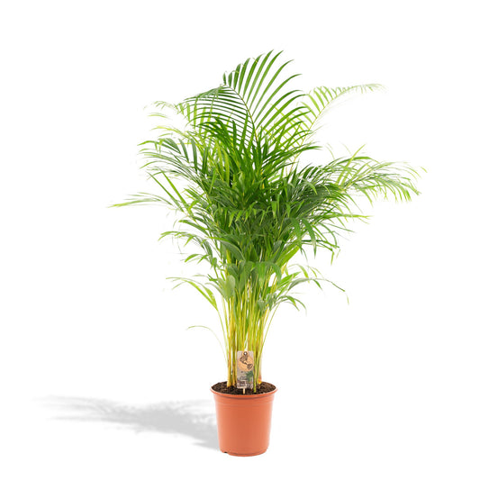 Areca palm (Dypsis)
