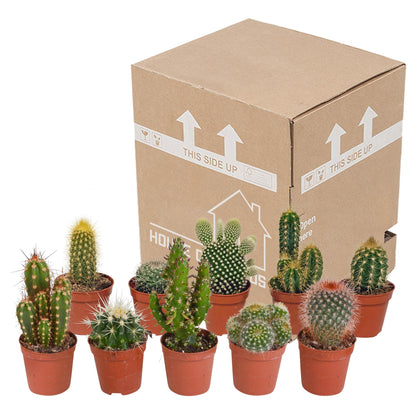 Cactus mix | 10 stuks