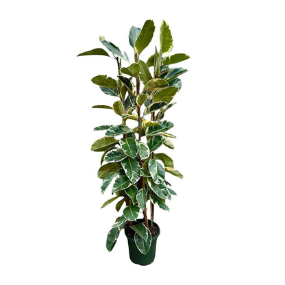 Ficus Elastica Tineke struik | Wit