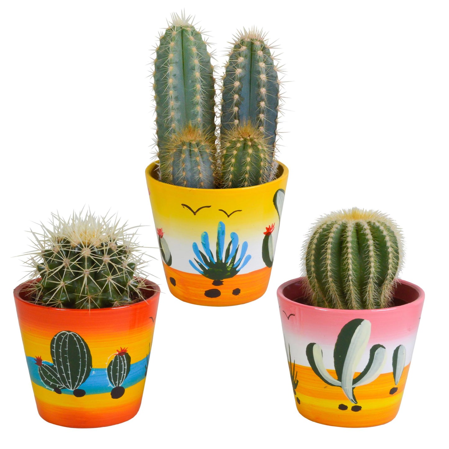 Cactus mix | 3 stuks