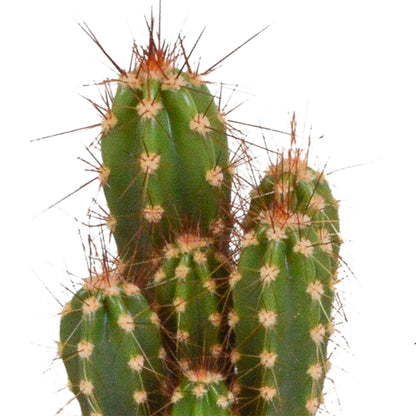 Cactus mix | 10 stuks