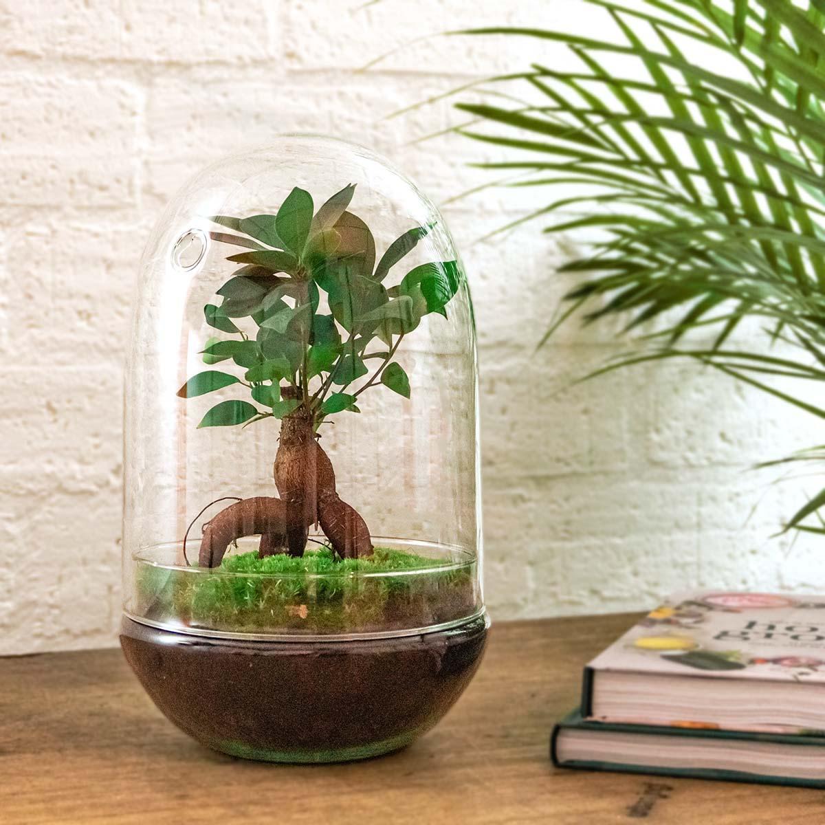Egg L Bonsai | DIY terrarium