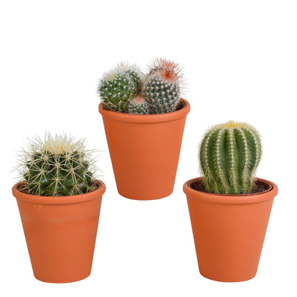 Bolcactus mix | 3 stuks