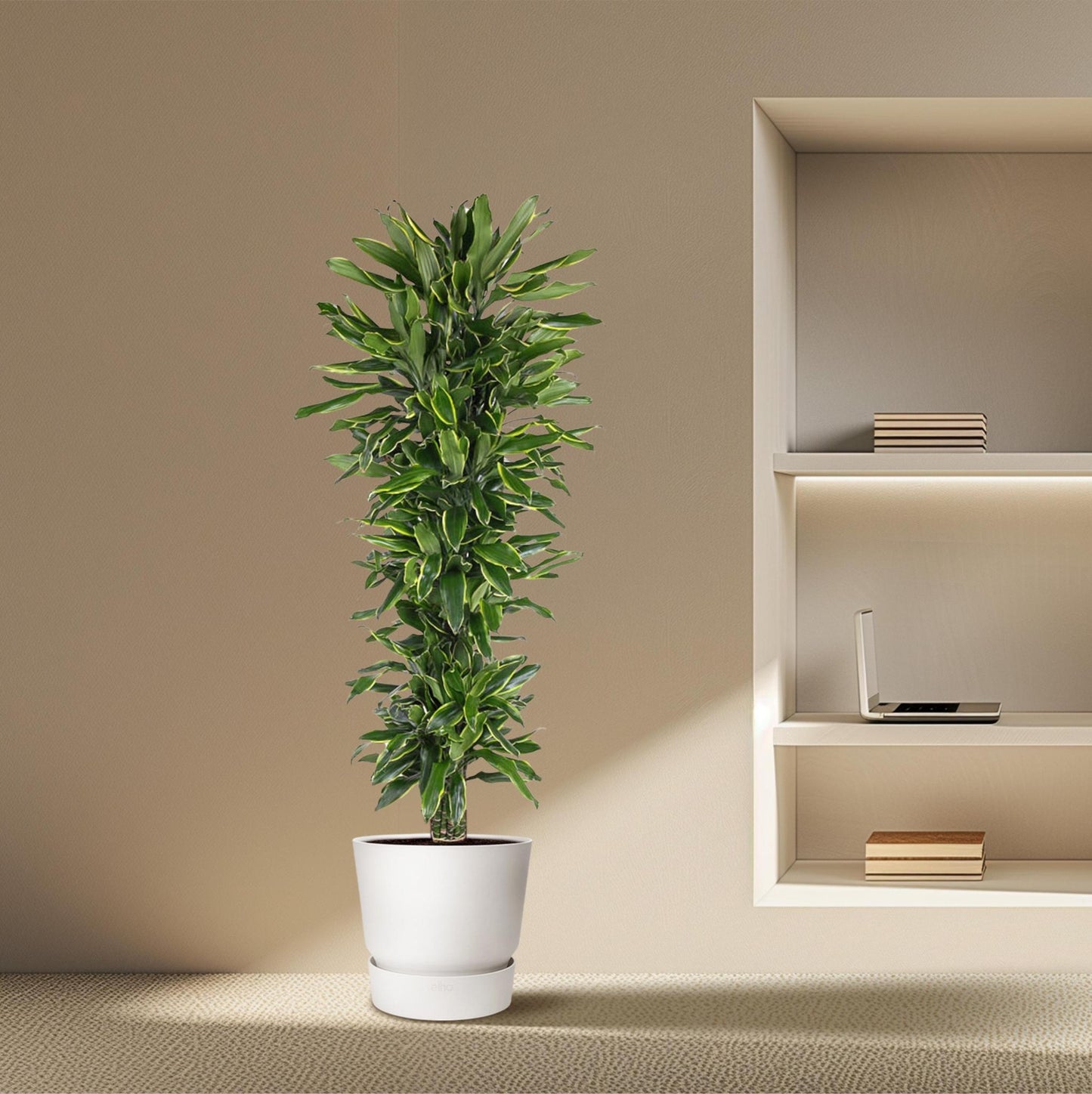 Dracaena Golden Coast vertakt