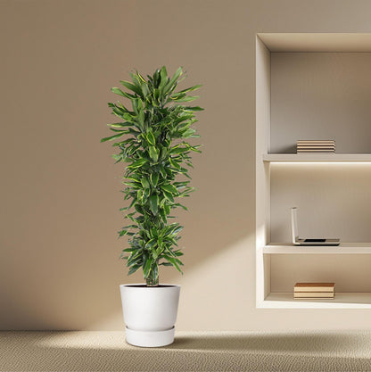 Dracaena Golden Coast vertakt