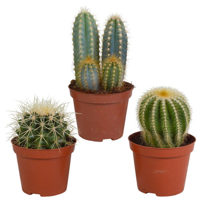 Cactus mix | 3 stuks
