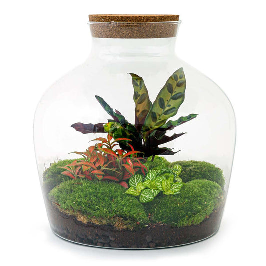 Fat Joe Rood | DIY terrarium