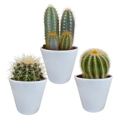 Cactus mix | 3 stuks