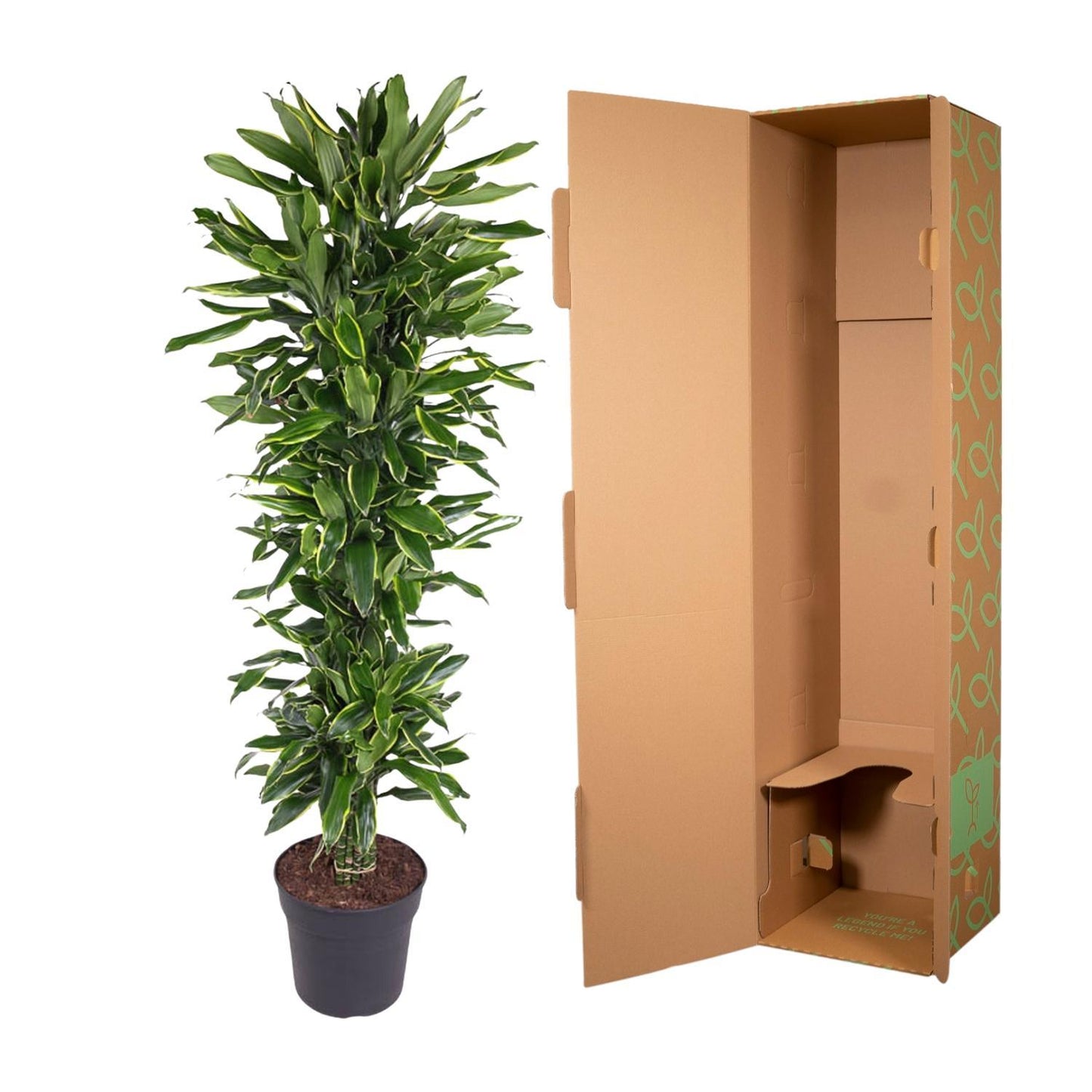 Dracaena Golden Coast vertakt