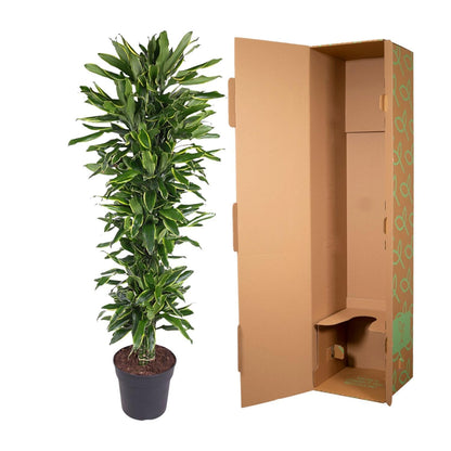 Dracaena Golden Coast vertakt