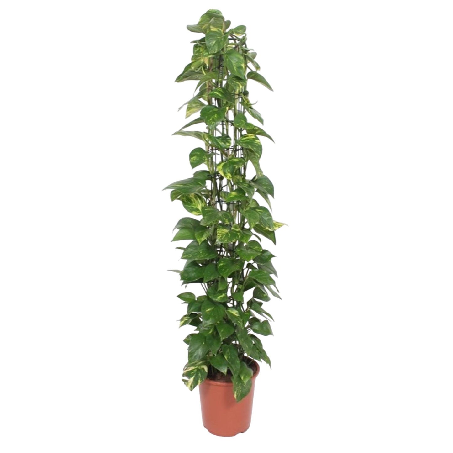 Epipremnum Aureum gaasrek