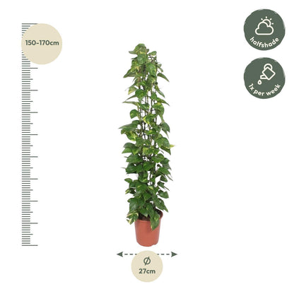 Epipremnum Aureum gaasrek