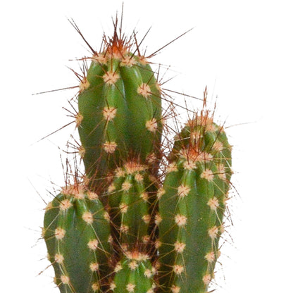 Cactus en vetplanten mix | 15 stuks