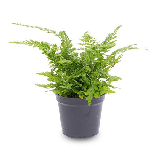 Varen - Athyrium spicatum | Terrarium plant 1 - LushLeaf | Online planten bestellen