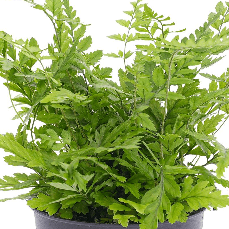 Varen - Athyrium spicatum | Terrarium plant 2 - LushLeaf | Online planten bestellen