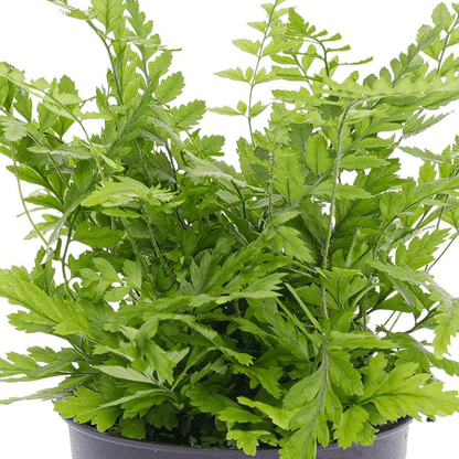 Varen - Athyrium spicatum | Terrarium plant 2 - LushLeaf | Online planten bestellen