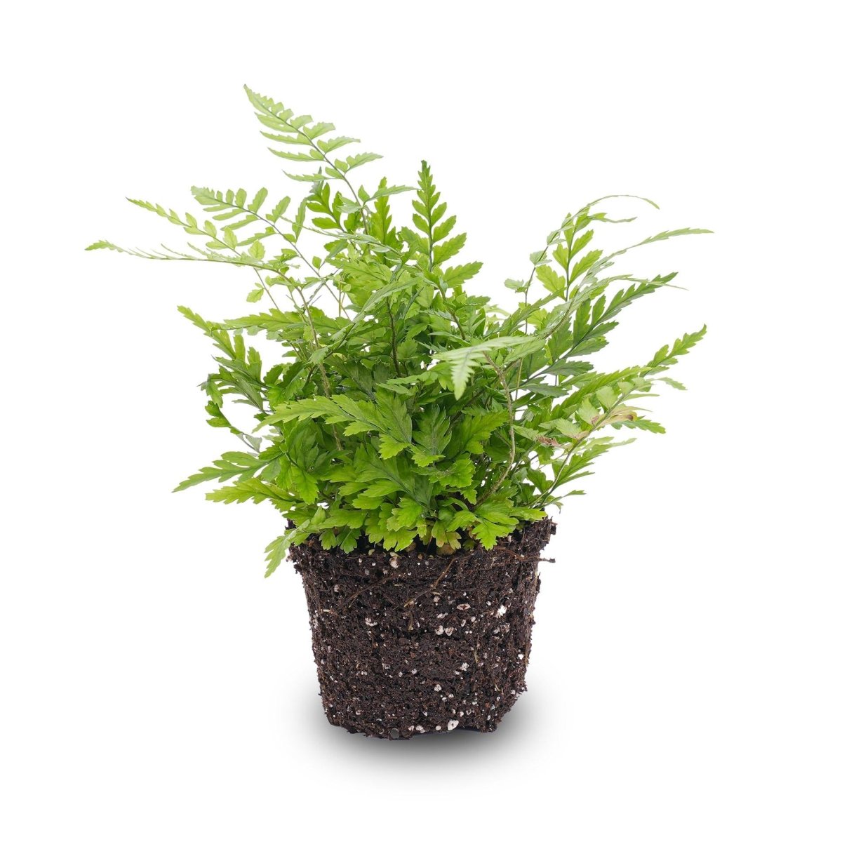 Varen - Athyrium spicatum | Terrarium plant 3 - LushLeaf | Online planten bestellen