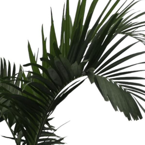 Veitchia Merrillii 2 - LushLeaf | Online planten bestellen
