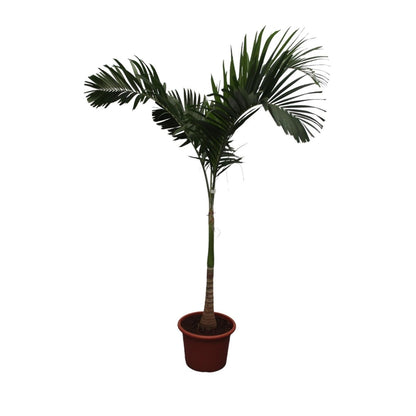 Veitchia Merrillii 1 - LushLeaf | Online planten bestellen