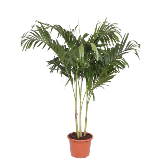 Veitchia Merrillii multi stam 1 - LushLeaf | Online planten bestellen