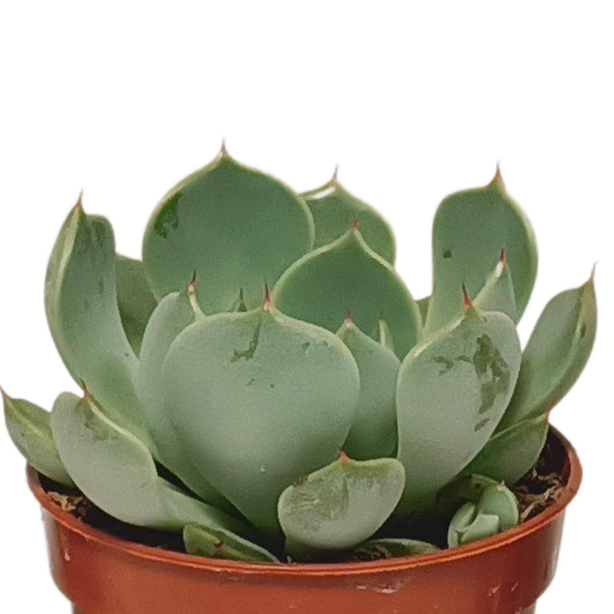 Vetplanten mix | 10 stuks 5 - LushLeaf | Online planten bestellen