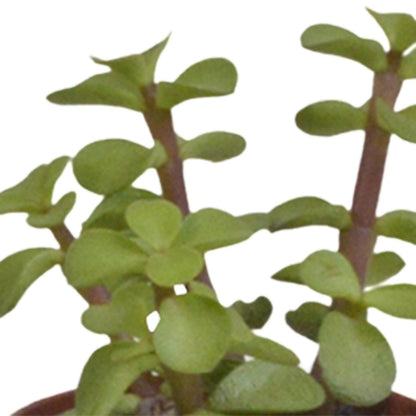 Vetplanten mix | 10 stuks 4 - LushLeaf | Online planten bestellen