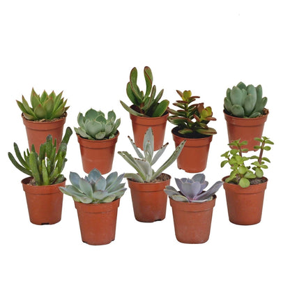 Vetplanten mix | 10 stuks 1 - LushLeaf | Online planten bestellen