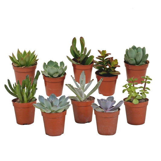 Vetplanten mix | 10 stuks 1 - LushLeaf | Online planten bestellen