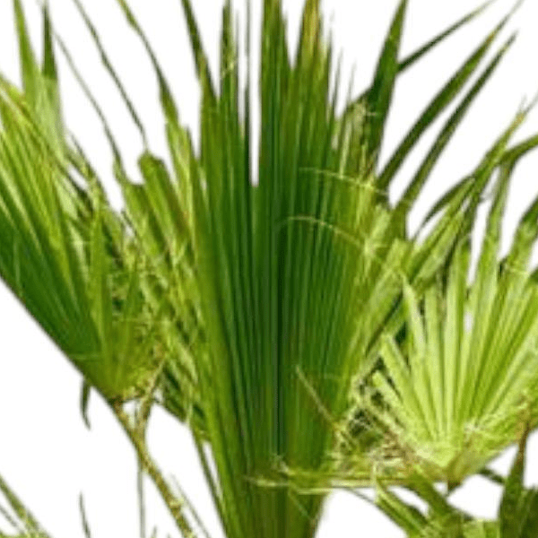 Washingtonia 2 - LushLeaf | Online planten bestellen