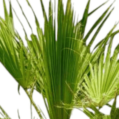 Washingtonia 2 - LushLeaf | Online planten bestellen