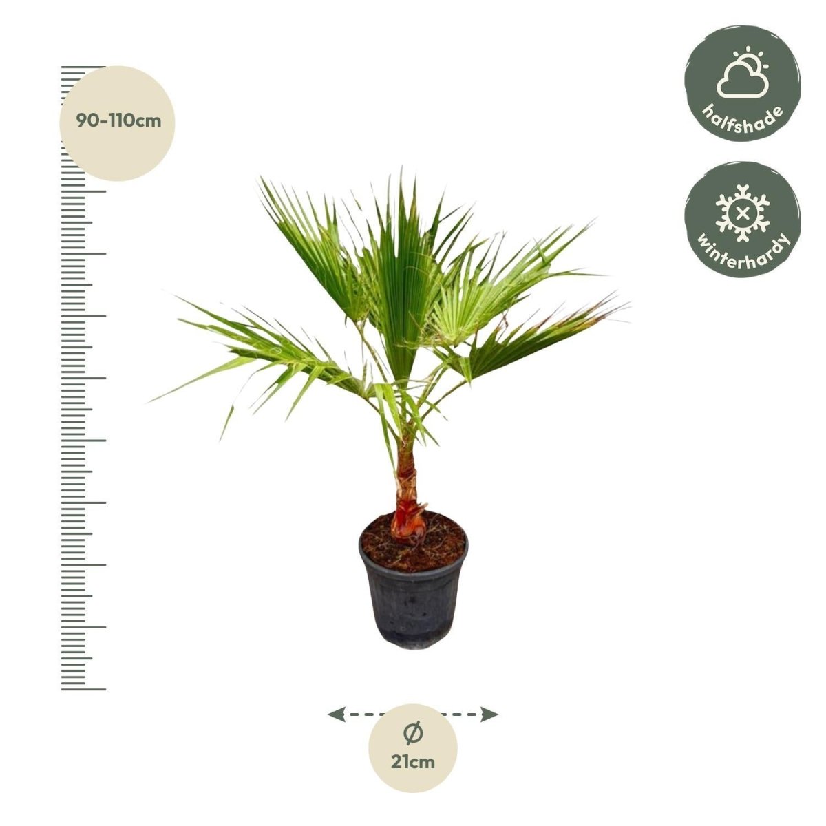 Washingtonia 4 - LushLeaf | Online planten bestellen