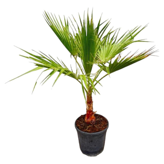 Washingtonia 1 - LushLeaf | Online planten bestellen