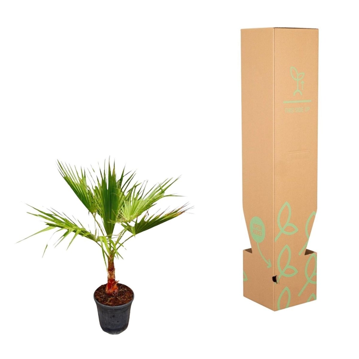 Washingtonia 5 - LushLeaf | Online planten bestellen