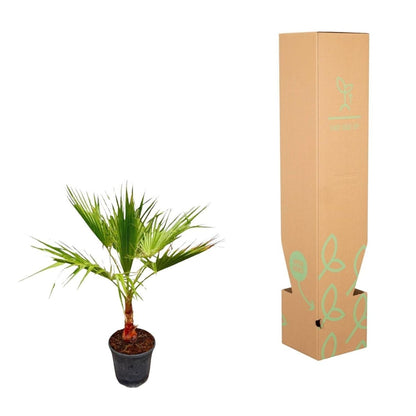 Washingtonia 5 - LushLeaf | Online planten bestellen