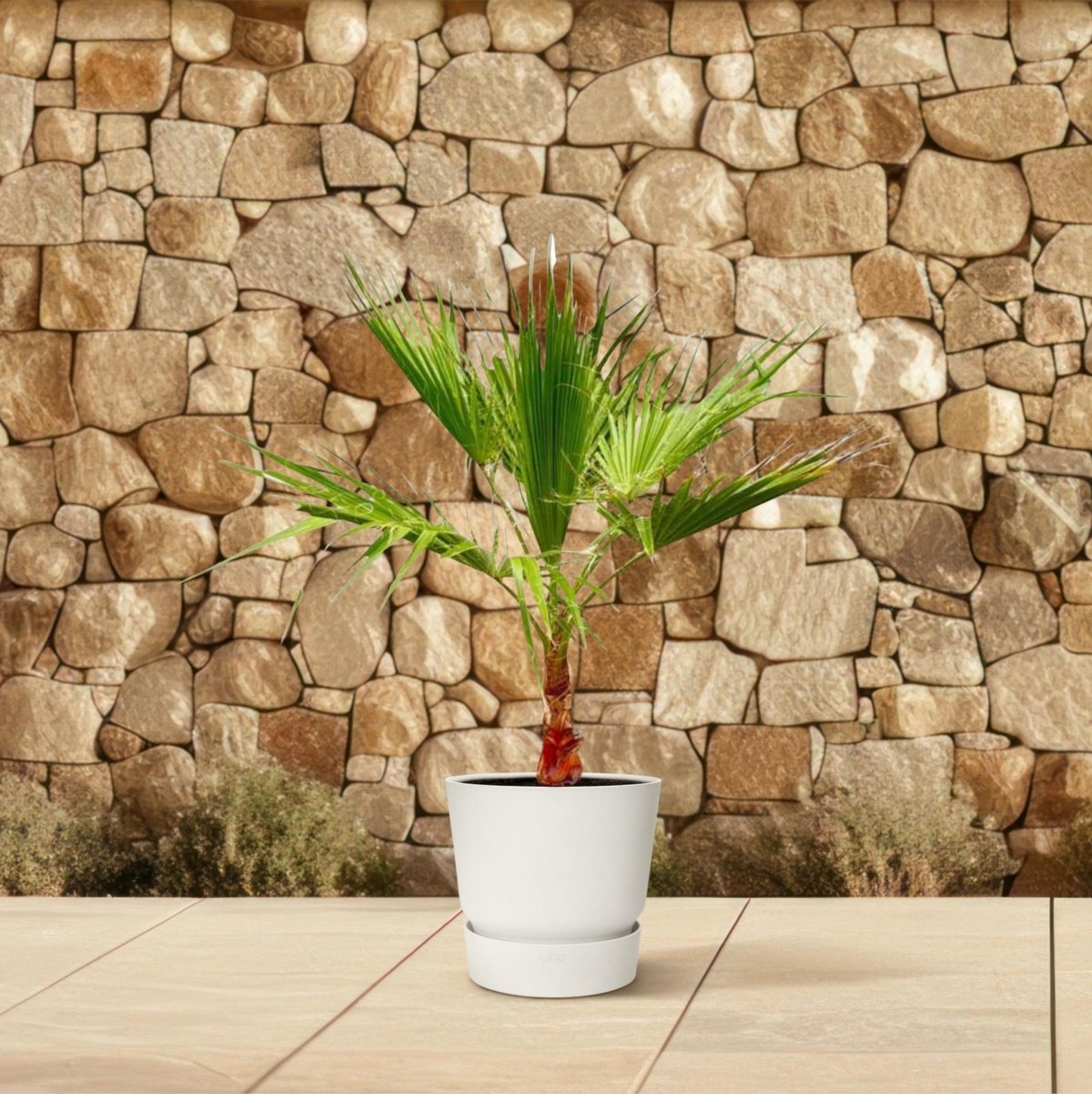 Washingtonia 3 - LushLeaf | Online planten bestellen
