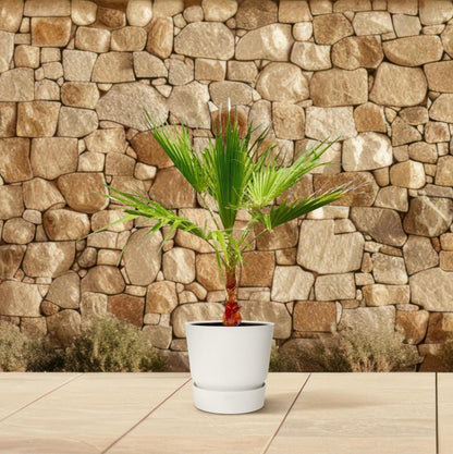 Washingtonia 3 - LushLeaf | Online planten bestellen
