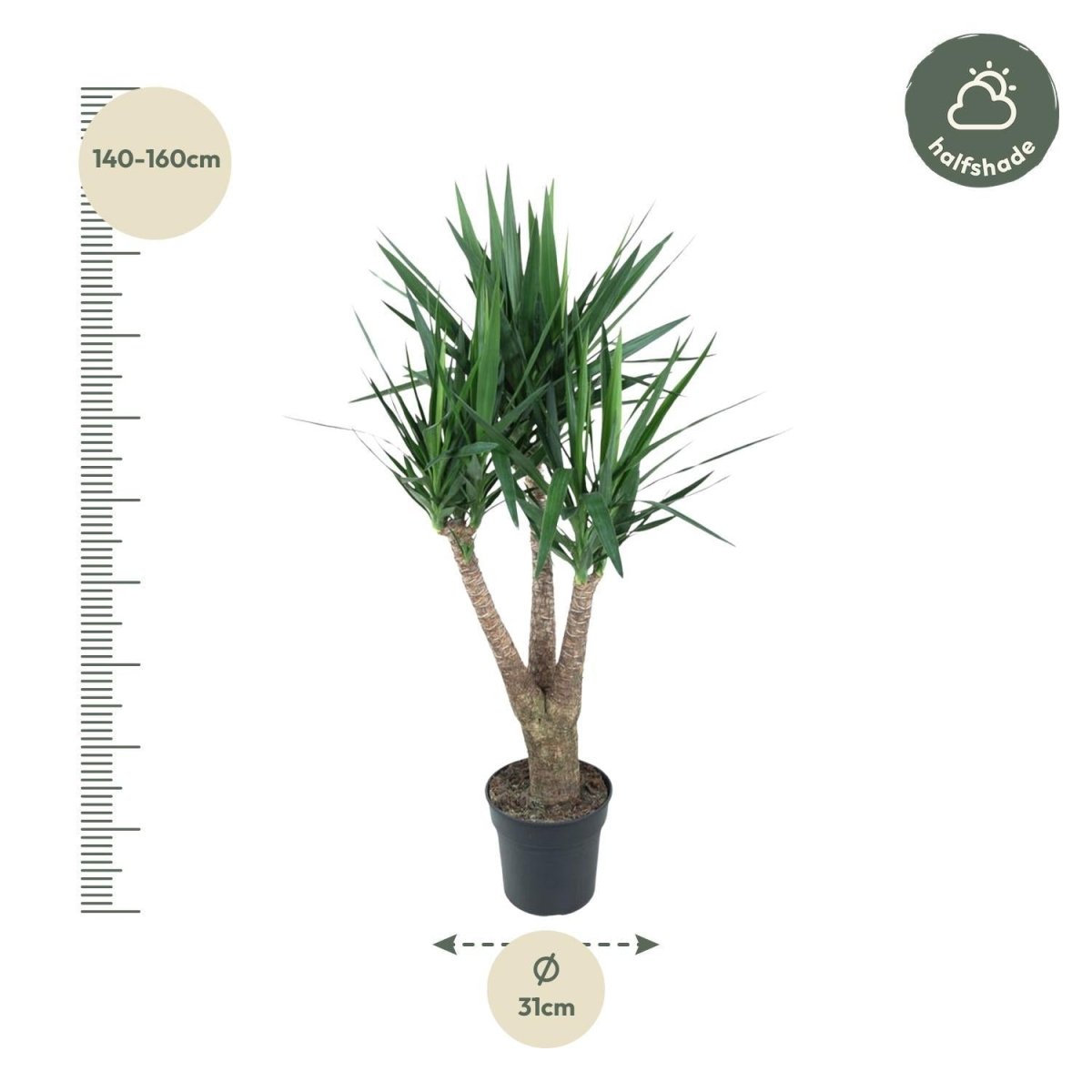 Yucca Elephantipe vertakt 4 - LushLeaf | Online planten bestellen