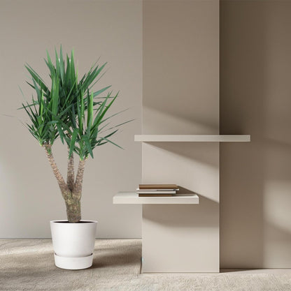 Yucca Elephantipe vertakt 3 - LushLeaf | Online planten bestellen