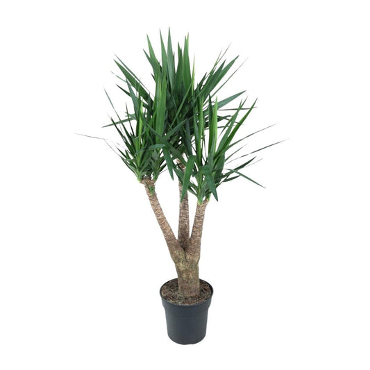 Yucca Elephantipe vertakt 1 - LushLeaf | Online planten bestellen