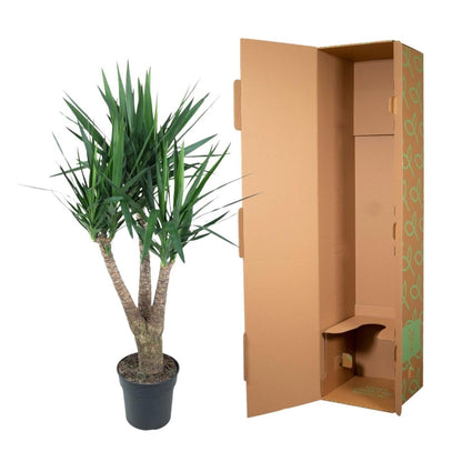 Yucca Elephantipe vertakt 5 - LushLeaf | Online planten bestellen