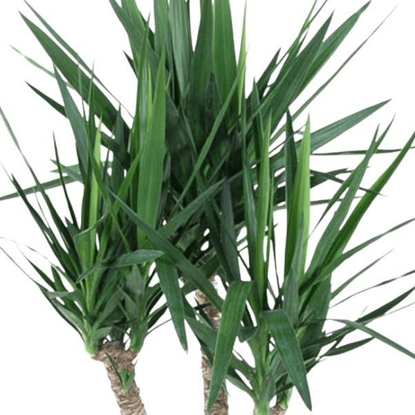 Yucca Elephantipe vertakt 2 - LushLeaf | Online planten bestellen