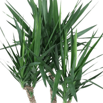 Yucca Elephantipe vertakt 2 - LushLeaf | Online planten bestellen