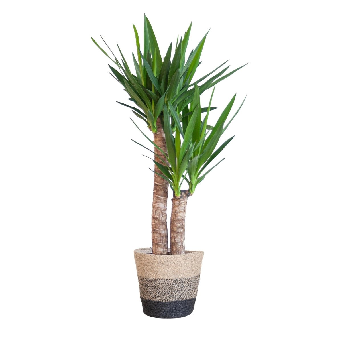 Yucca Elephantipes met pot 5 - LushLeaf | Online planten bestellen