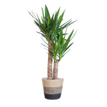 Yucca Elephantipes met pot 5 - LushLeaf | Online planten bestellen
