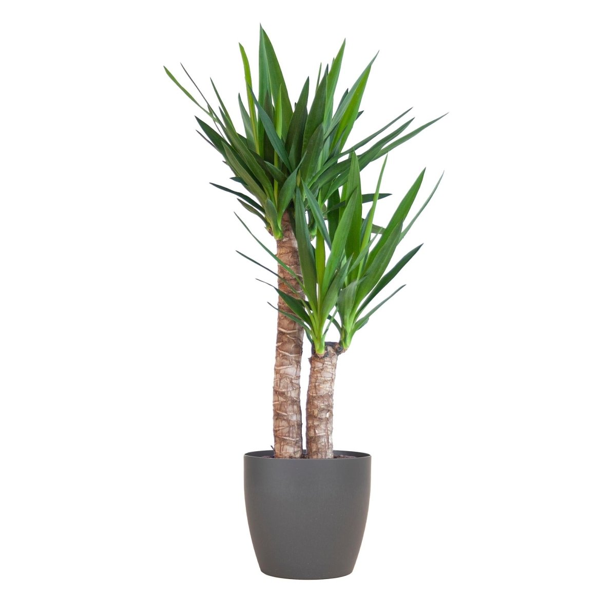 Yucca Elephantipes met pot 8 - LushLeaf | Online planten bestellen