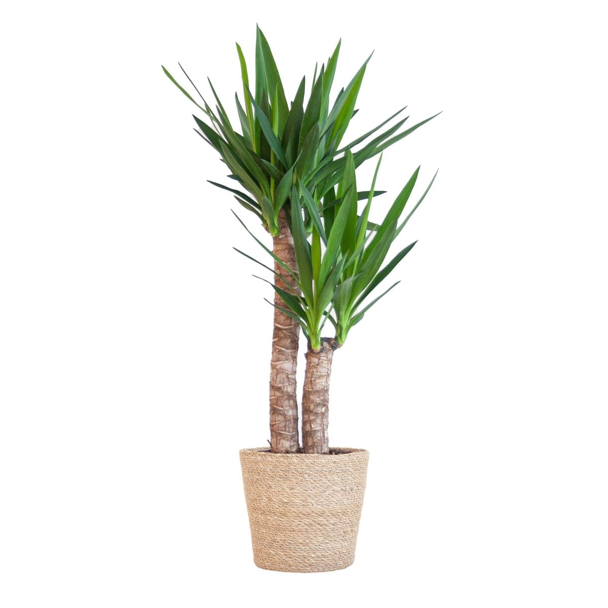 Yucca Elephantipes met pot 6 - LushLeaf | Online planten bestellen