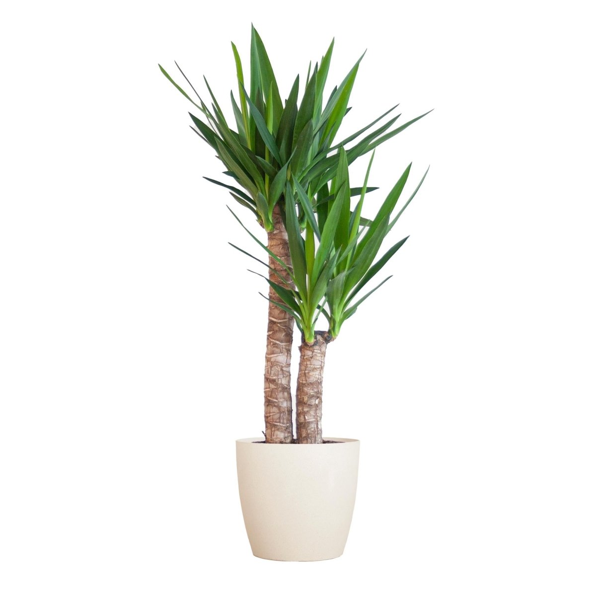Yucca Elephantipes met pot 7 - LushLeaf | Online planten bestellen